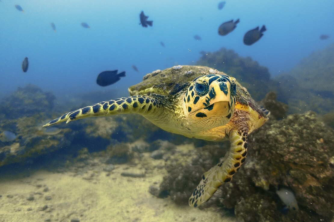 Schildkröte unter Wasserwelt Oman mit Fischen
